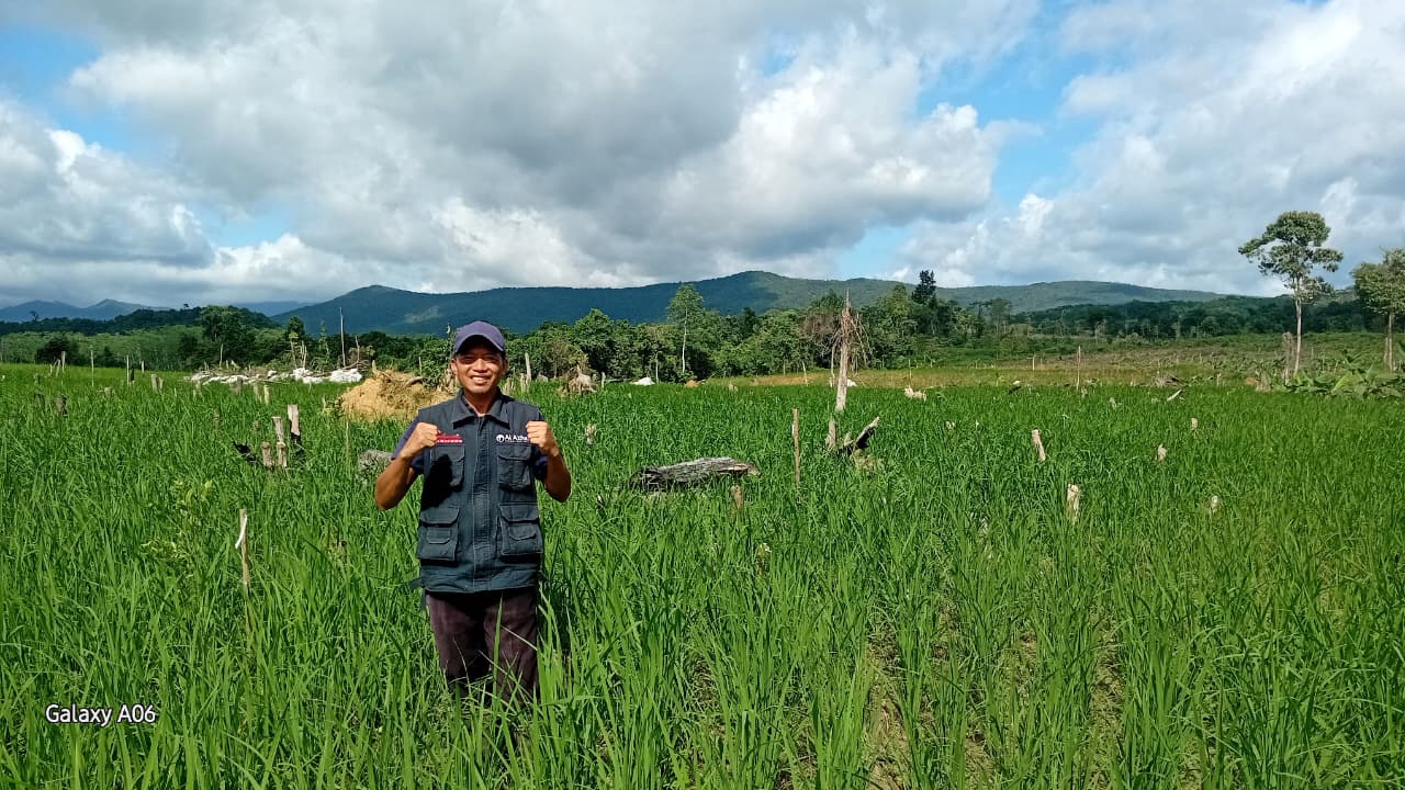 LAZ Al Azhar Kembangkan Lahan Pertanian 30 Hektare di Tanah Bumbu